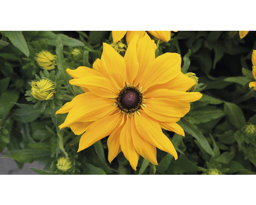 Floare galbenă de Rudbeckia în grădină