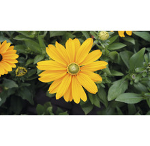 Floare galbenă de rudbeckia în grădină