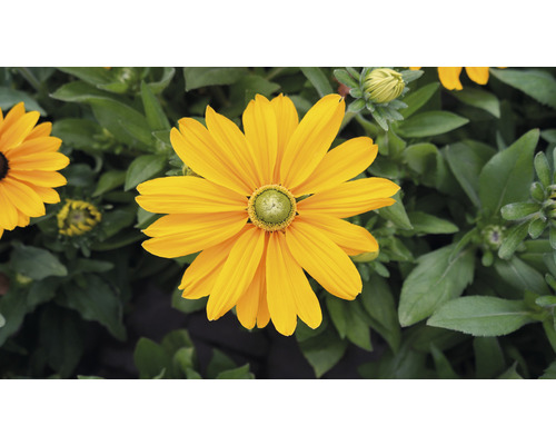 Floare galbenă de rudbeckia în grădină