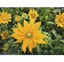 Flori de Rudbeckia galbene cu frunze verzi