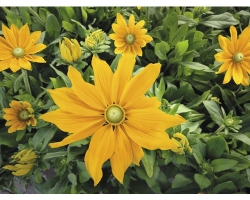 Flori de Rudbeckia galbene cu frunze verzi