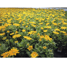 Câmp cu flori de Rudbeckia