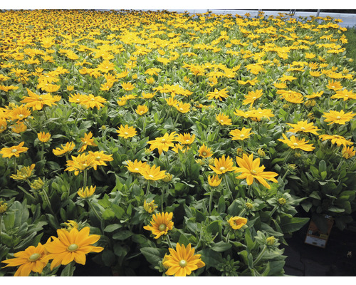 Câmp cu flori de Rudbeckia
