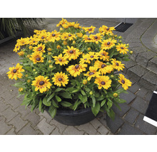 Rudbeckia radiantă într-un vas de flori