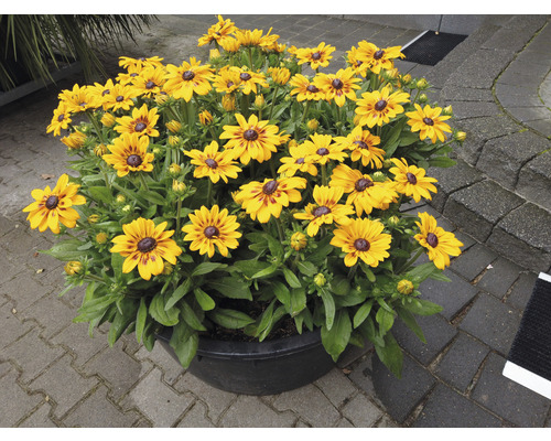 Rudbeckia radiantă într-un vas de flori