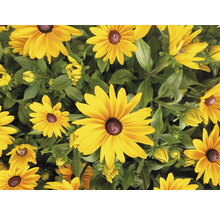 Prim-plan cu plante Rudbeckia cu petale galbene