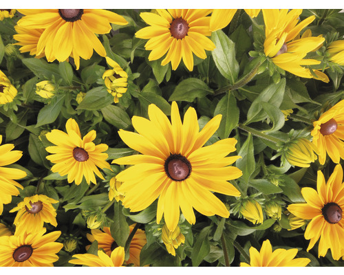 Prim-plan cu plante Rudbeckia cu petale galbene