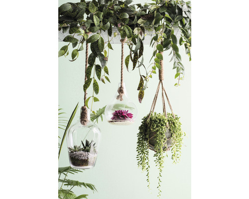 Plante decorative suspendate în recipiente de sticlă cu suspensie cu frânghie