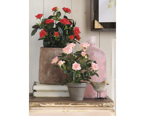 Scenă decorativă cu trandafiri în ghivece pe o masă