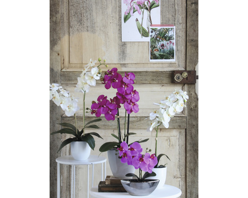 Orhidee decorative în ghivece pe mese mici în fața unei uși de lemn
