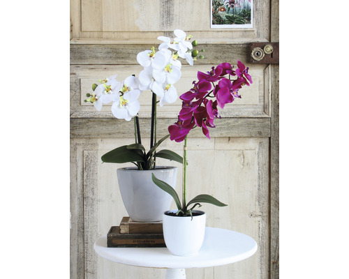 Două orhidee în ghivece pe o masă