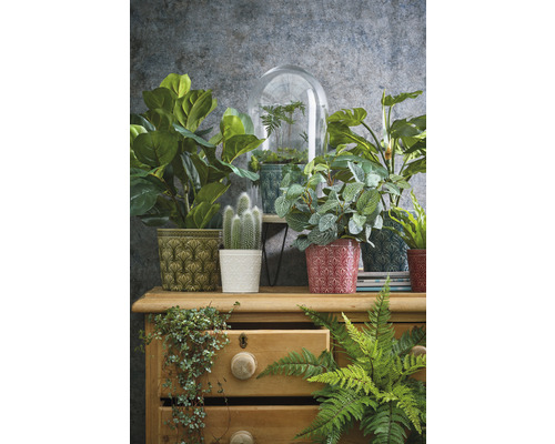 Plante decorative de interior în ghivece cu modele pe o comodă din lemn.