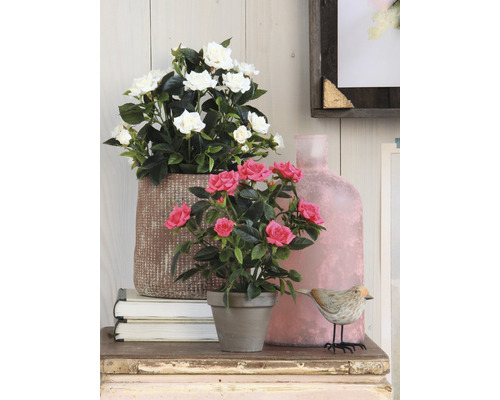 Scenă decorativă cu trandafiri și elemente decorative pe o masă