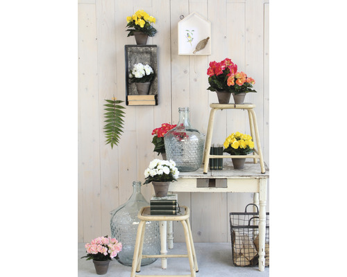 Scenă decorativă cu begonii în ghivece, vase de sticlă și mobilier vintage în fața unui perete de lemn
