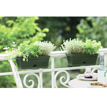 Două jardiniere verzi cu ierburi aromatice atârnă pe o balustradă albă de balcon.