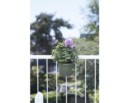 Ghiveci cu dalie violetă pe o balustradă de balcon