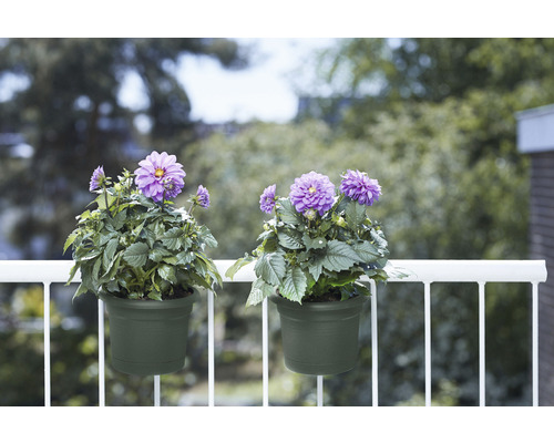 Două ghivece verzi cu dalii mov pe un balcon