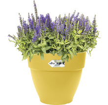 Ghiveci cu plante cu flori