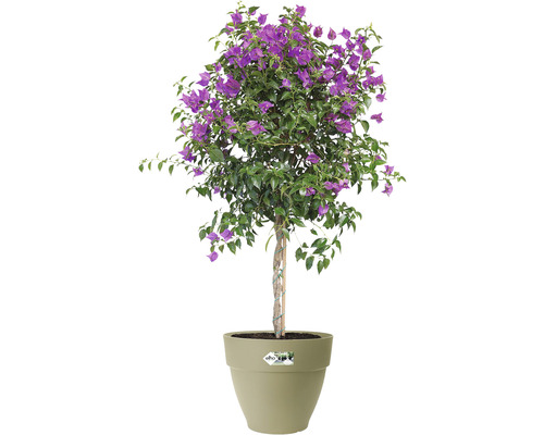 Bougainvillea în ghiveci, plantă ornamentală pentru grădină