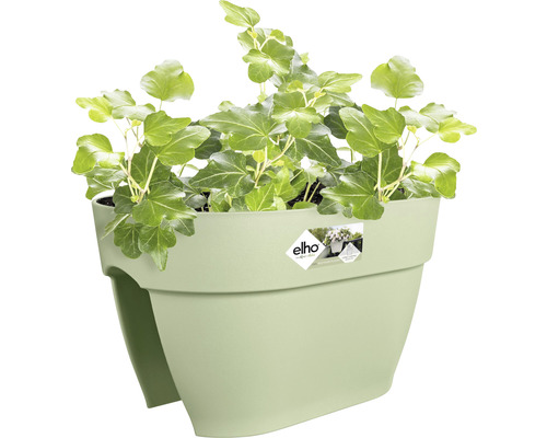 Jardinieră de balcon cu iederă