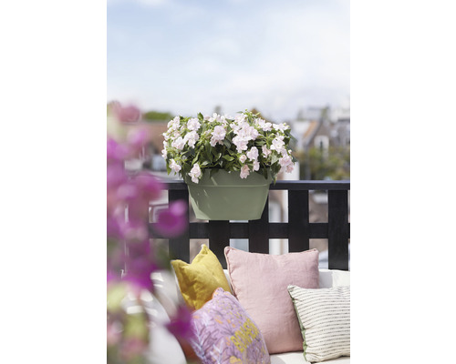 Ghiveci cu flori albe pe un balcon cu perne.