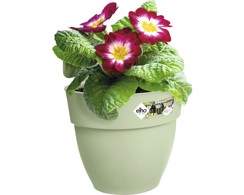 Primulă într-un ghiveci