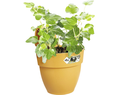 Iederă într-un ghiveci galben