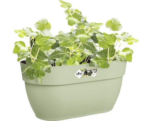 Iederă verde într-un ghiveci de perete