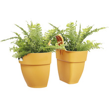 Doi ferigi de interior în ghivece galbene