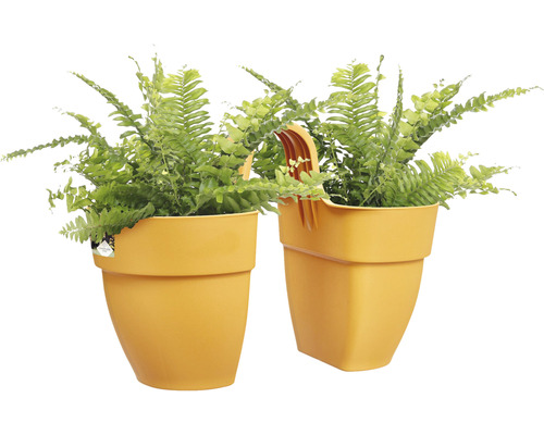 Doi ferigi de interior în ghivece galbene