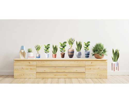 Plante de apartament decorative în ghivece pe un dulap de lemn