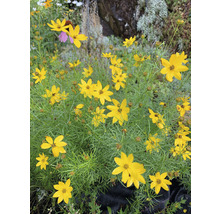 Grup de plante Coreopsis cu flori galbene