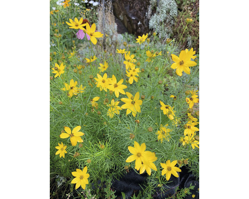 Grup de plante Coreopsis cu flori galbene