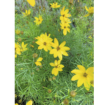 Flori Coreopsis galbene cu frunze verzi.