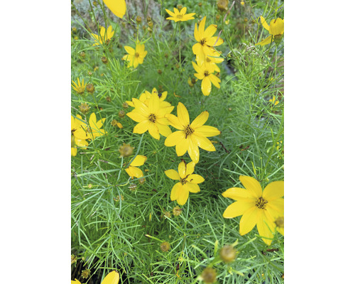 Flori Coreopsis galbene cu frunze verzi.
