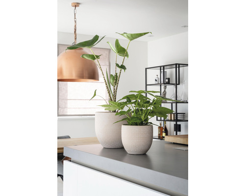 Două plante de interior în ghivece pe o insulă de bucătărie