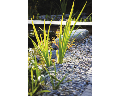 Prim-plan cu un iaz de grădină cu plante, pietre și pietriș