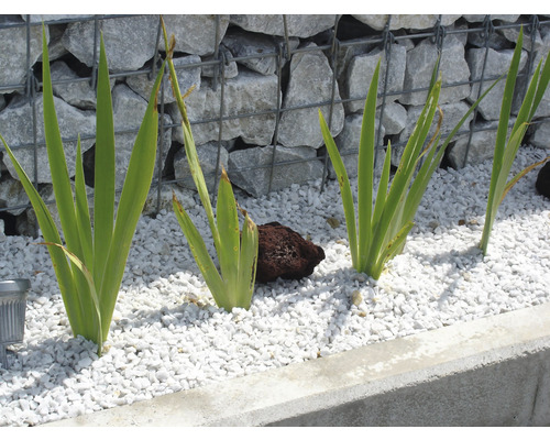 Grădină cu plante, pietriș și zid de gabion