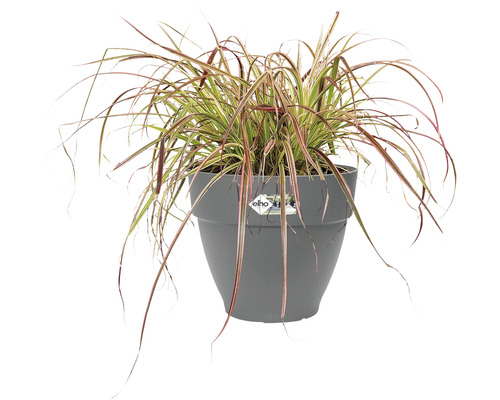 Iarbă într-un ghiveci