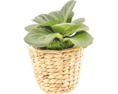 Plantă de interior Ficus Lyrata în coș împletit