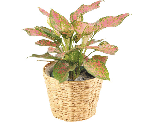 Plantă de apartament Aglaonema în coș de răchită