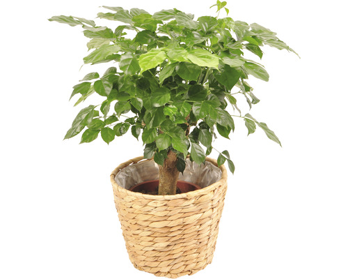 Arborele fericirii într-un coș împletit