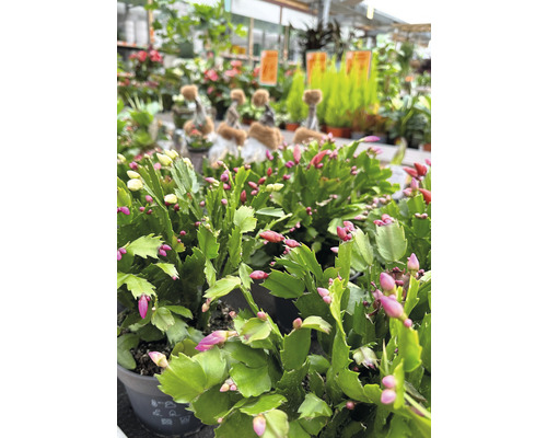 Cactus de Crăciun cu boboci de flori într-un centru de grădinărit.