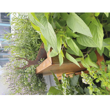 Prim-plan al unei spirale de plante aromatice cu diverse ierburi