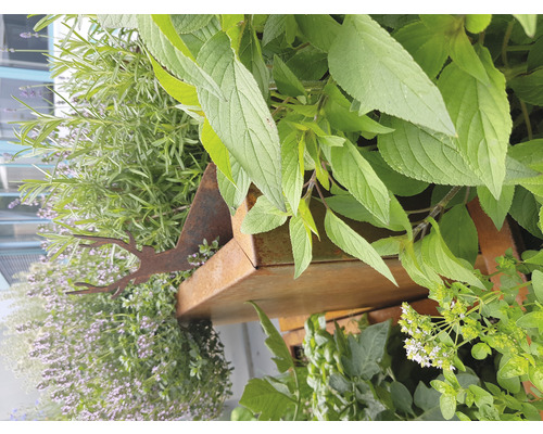 Prim-plan al unei spirale de plante aromatice cu diverse ierburi