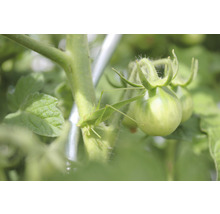 Lăcustă verde pe plantă de tomate