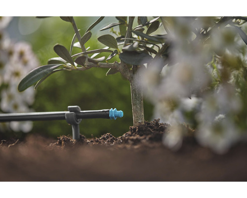 Sistem de irigare prin picurare pe o plantă din grădină