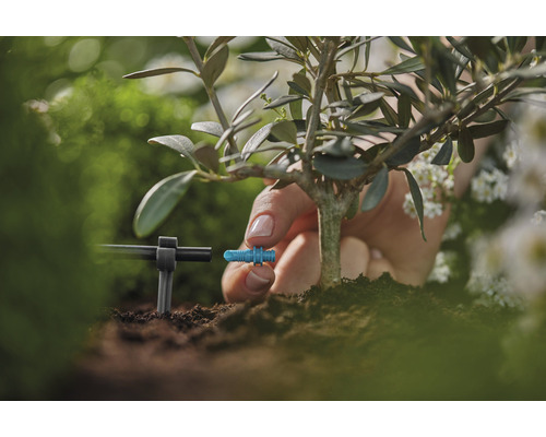 Prim-plan cu instalarea unui sistem de irigare pe o plantă din grădină