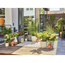 Balcon amenajat cu plante, jardiniere și covor