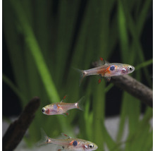 Trei rasbora țânțar într-un acvariu